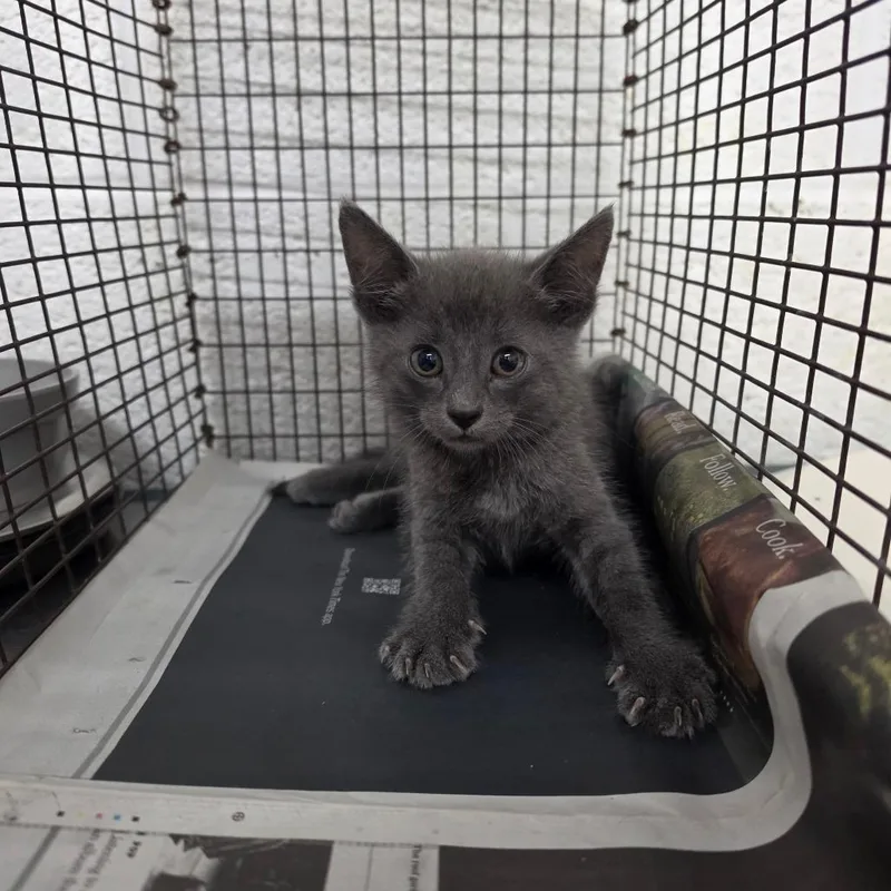 A baby small-sized male Gray / Blue / Silver Domestic Short Hair cat named Jayden for adoption in Edinburg, TX