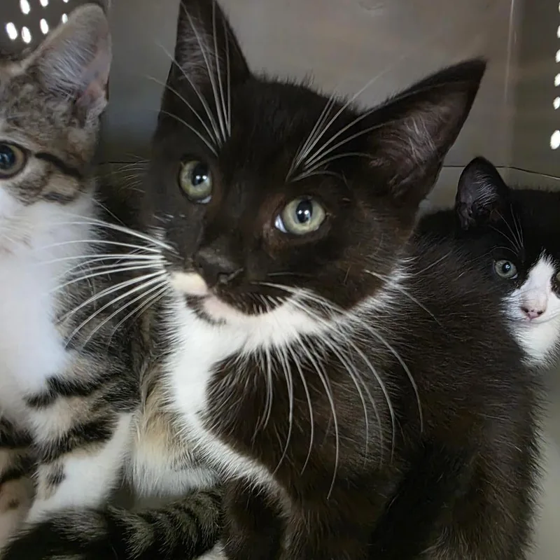 A baby small-sized male Black Domestic Short Hair cat named Taft for adoption in Watertown, NY