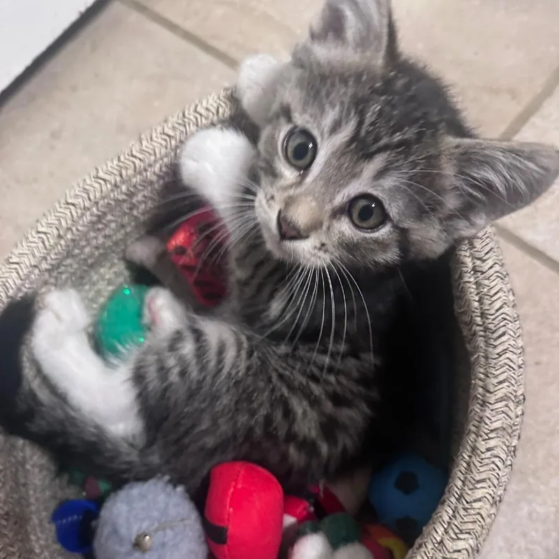 A baby small-sized male Brown / Chocolate Domestic Short Hair cat named Fred for adoption in Fresno, CA