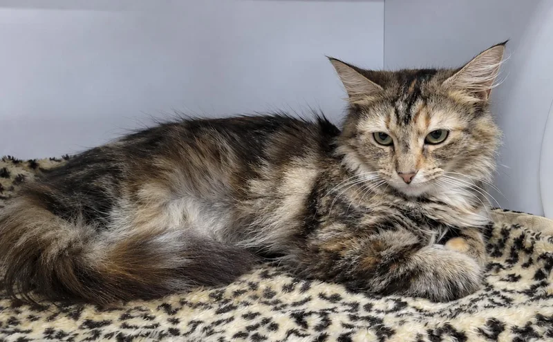 An adult medium-sized female Tabby cat named Alaia for adoption in Cuyahoga Falls, OH