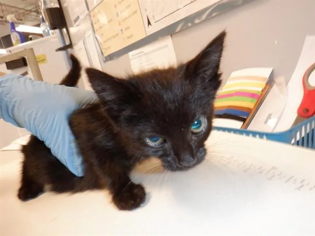 A baby small-sized female Domestic Medium Hair cat named Malt for adoption in San Jose, CA