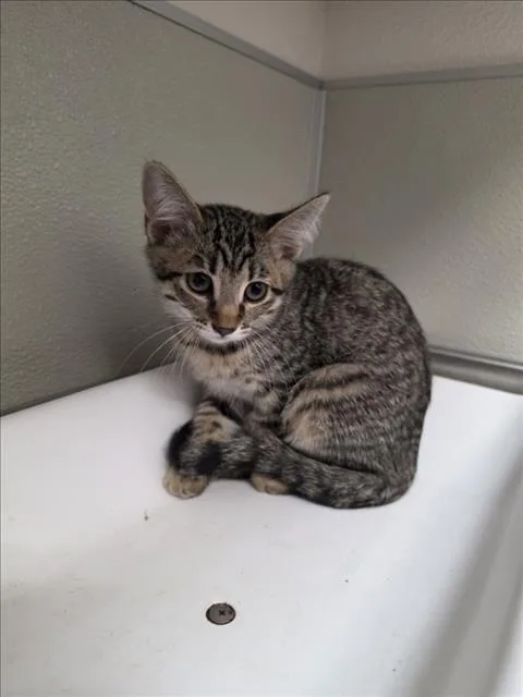 A baby small-sized female Domestic Short Hair cat named Bianca for adoption in Tracy, CA