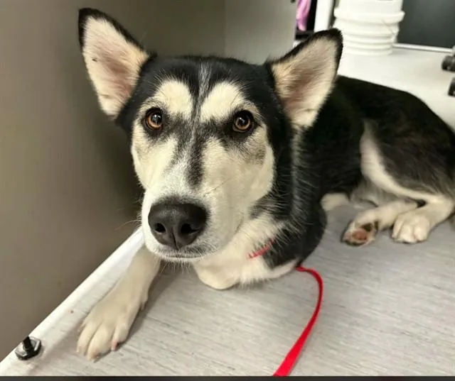 A young medium-sized female Siberian Husky dog named Roxcy for adoption in Colorado Springs, CO