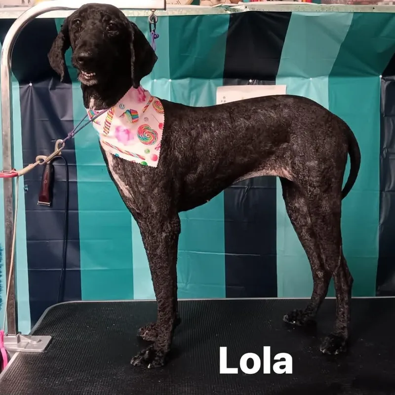 An adult medium-sized female Standard Poodle dog named Lola for adoption in Winter haven, FL