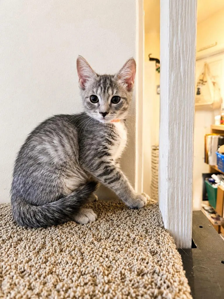 A baby medium-sized female Domestic Short Hair cat named Cherry Limade for adoption in Parkville, MD