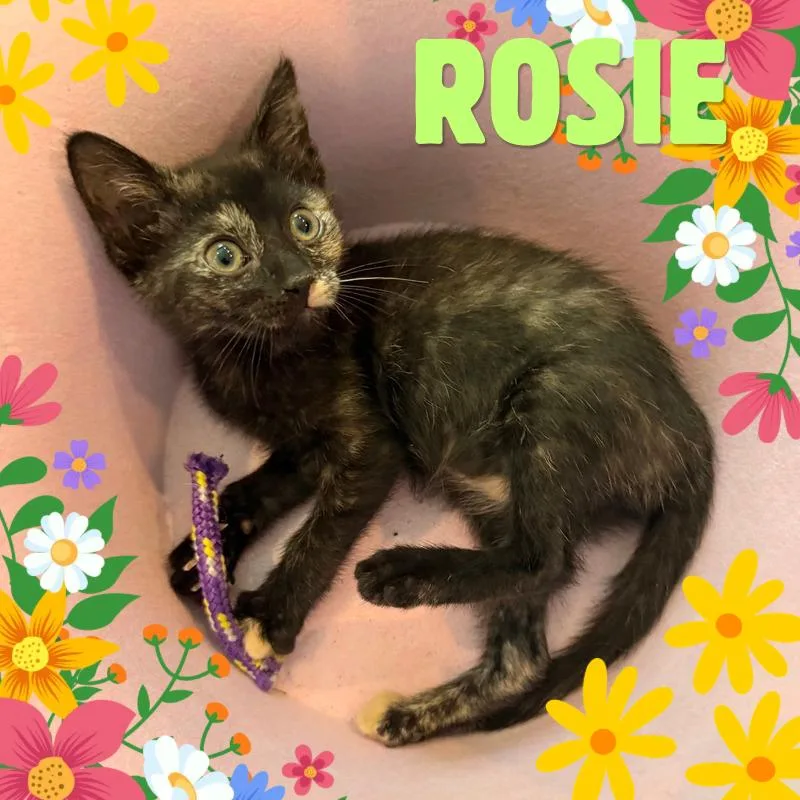 A baby small-sized female Tortoiseshell Domestic Short Hair cat named Rosie for adoption in Tustin, CA