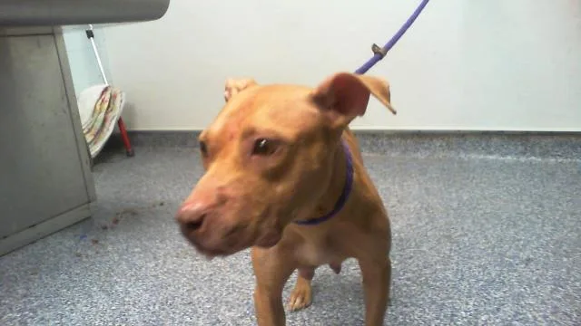 An adult medium-sized female Pit Bull Terrier dog named Stacie for adoption in Charlotte, NC