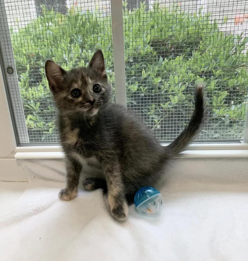 A young medium-sized female Tortoiseshell cat named Azalea for adoption in Mc Cormick, SC
