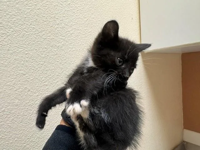 A baby small-sized female Domestic Short Hair cat named Kane for adoption in Fairfield, CA