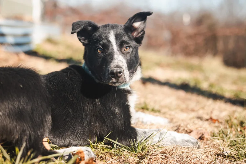 A young medium-sized male Border Collie dog named Blue  Transport for adoption in Gradyville, KY