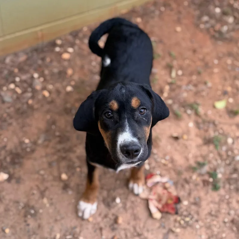 A young medium-sized male Black Hound dog named Porter for adoption in Summerdale, AL