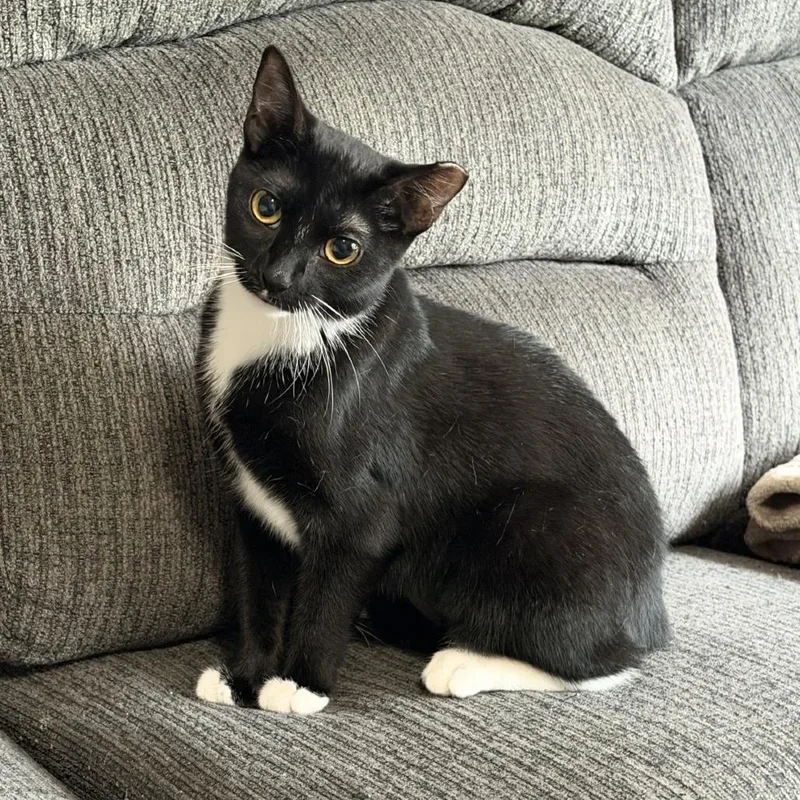 A young medium-sized female Black Domestic Short Hair cat named S'moresc for adoption in East Saint Louis, IL