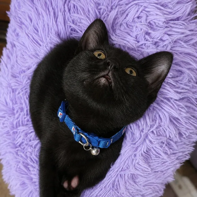 A baby small-sized male Black Domestic Short Hair cat named Uzi for adoption in North Myrtle Beach, SC