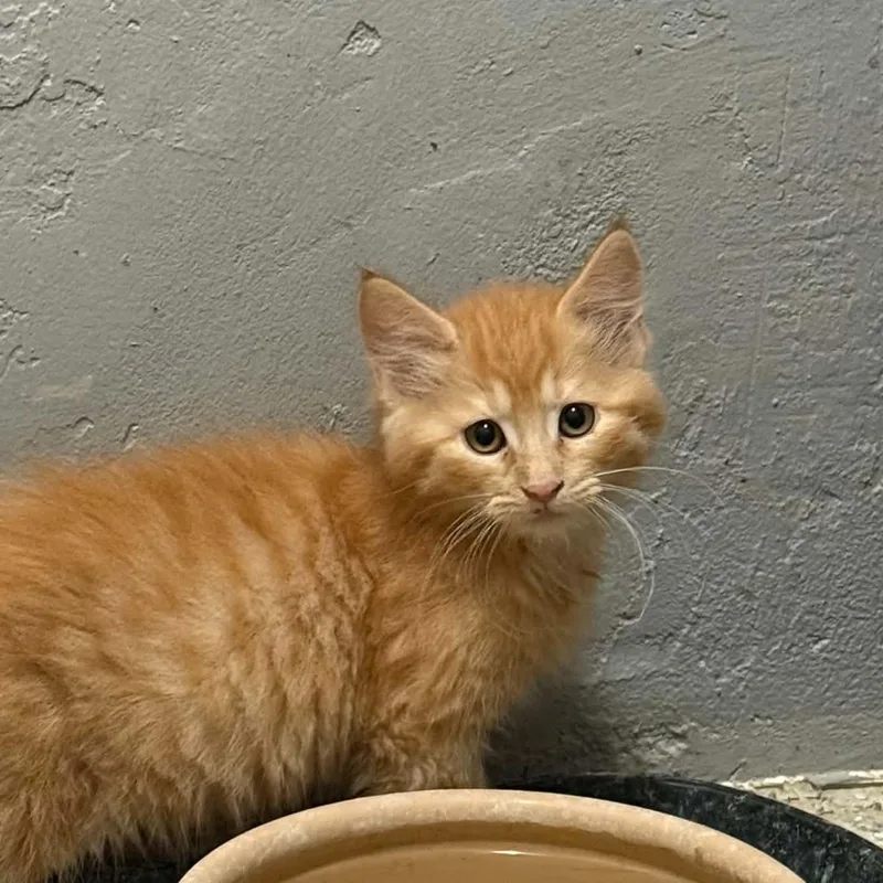 A baby small-sized male Tabby (Orange / Red) Domestic Medium Hair cat named Rufus for adoption in Antioch, CA