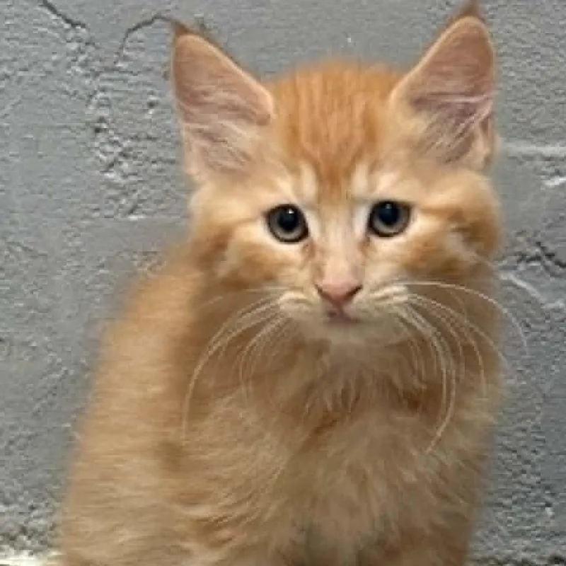 Rufus thumbnail 3