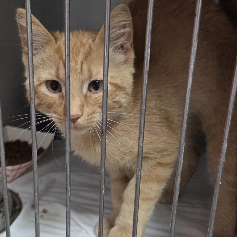 A baby small-sized male Orange / Red Domestic Short Hair cat named Toby Cat for adoption in Branson, MO