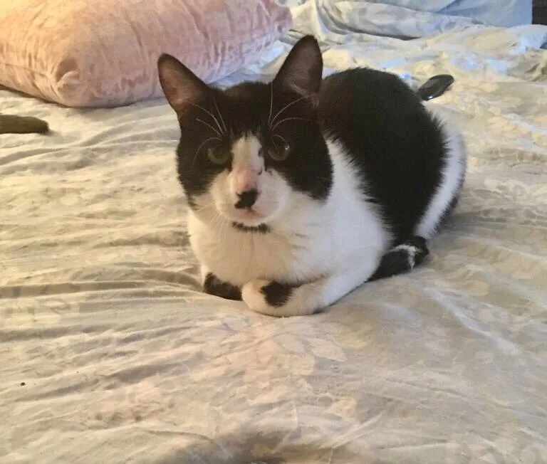 An adult medium-sized male Domestic Short Hair cat named Chase for adoption in Meriden, CT
