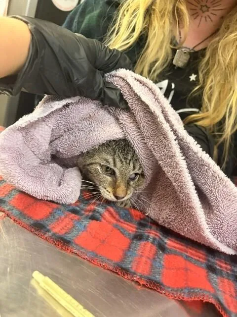 A young small-sized female Domestic Short Hair cat named October for adoption in Cincinnati, OH