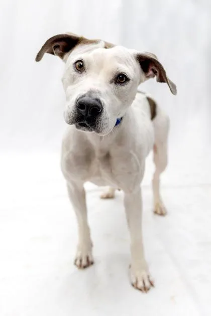 An adult medium-sized female White / Cream Pit Bull Terrier dog named Lily for adoption in Conway, AR