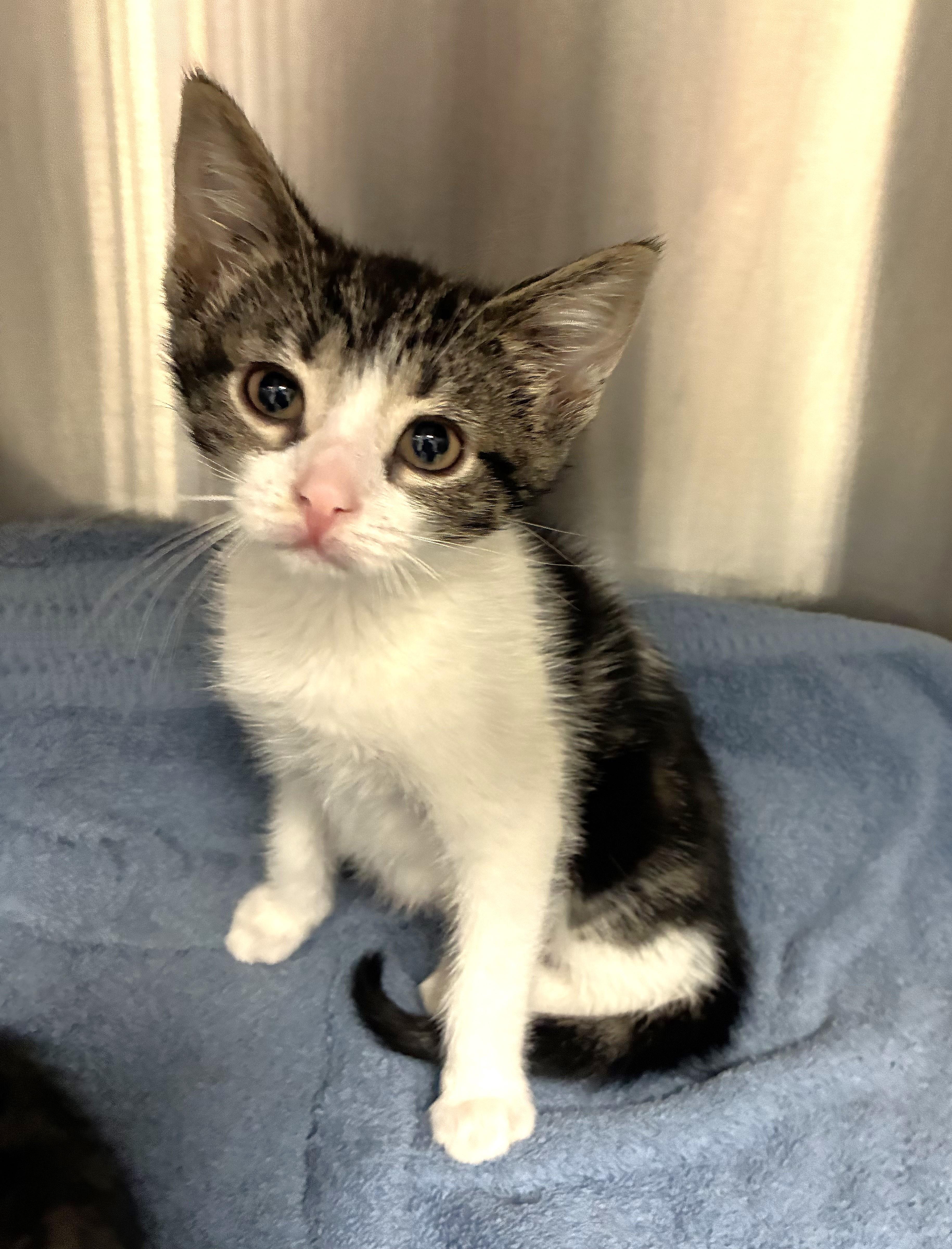 A baby small-sized female Domestic Short Hair cat named Sumire for adoption in Mason, MI