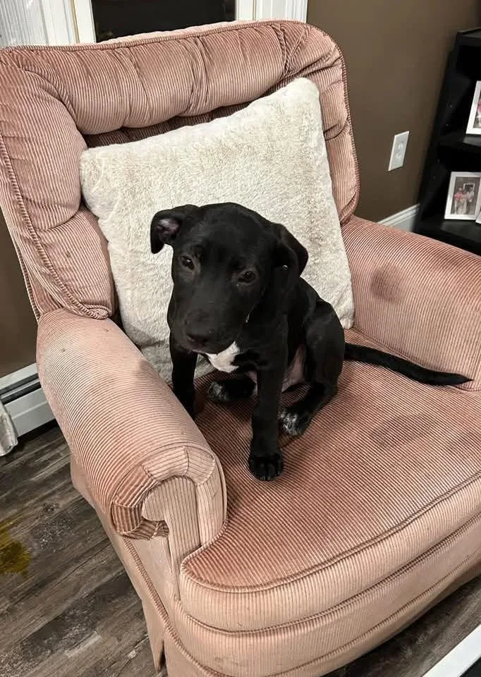 A baby medium-sized male Mixed Breed dog named Cowboy for adoption in Greenwich, NY