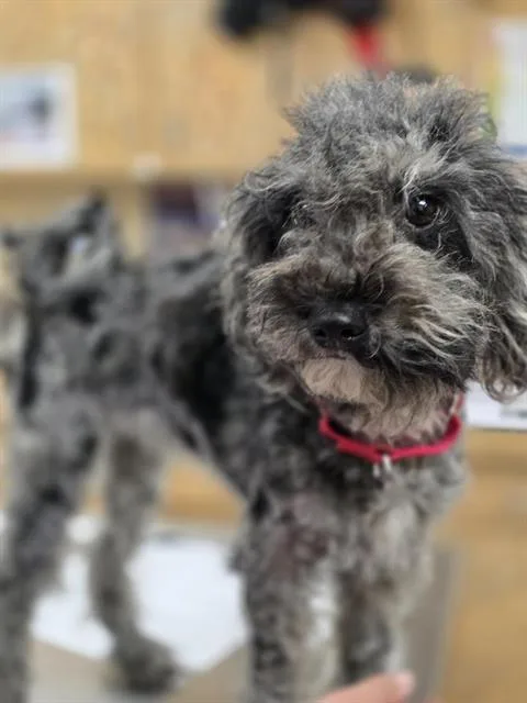 An adult small-sized female Poodle dog named Brandy for adoption in Aliquippa, PA