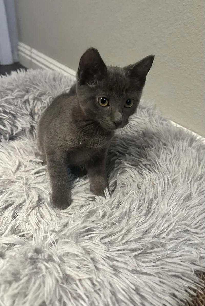 Geraldine CC thumbnail 3