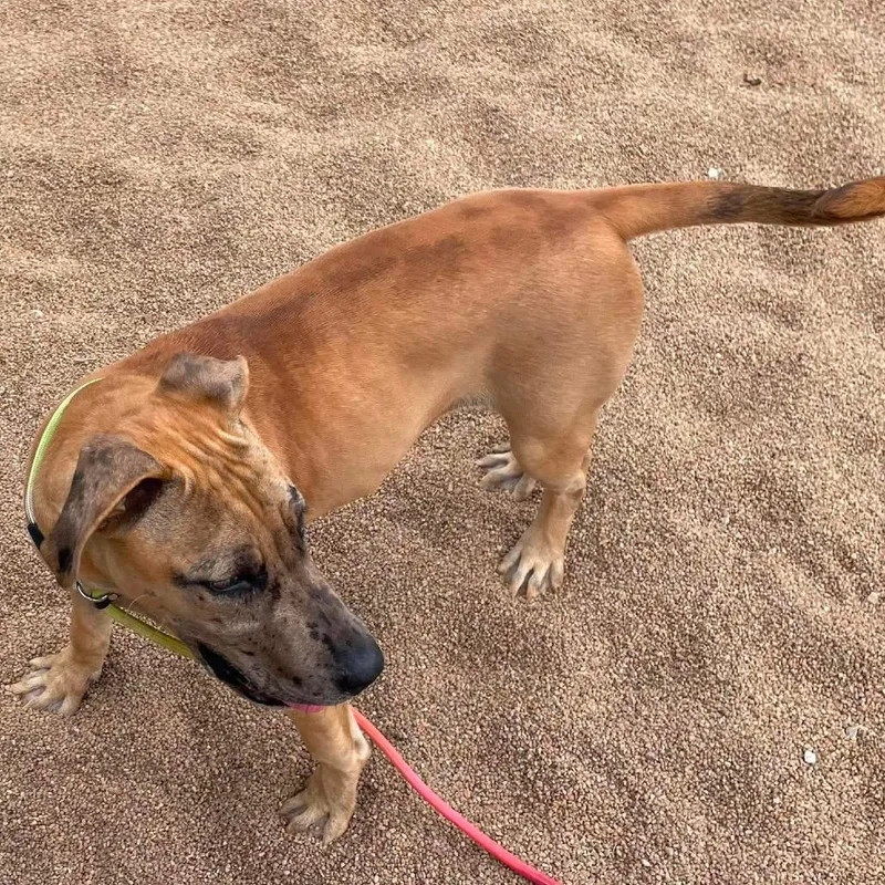 A young large-sized female Yellow / Tan / Blond / Fawn Catahoula Leopard Dog dog named Remy for adoption in Sand Springs, OK
