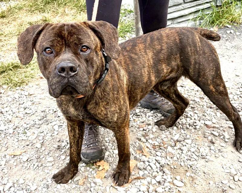 A young medium-sized male Brindle Cane Corso dog named Zues for adoption in McKeesport, PA