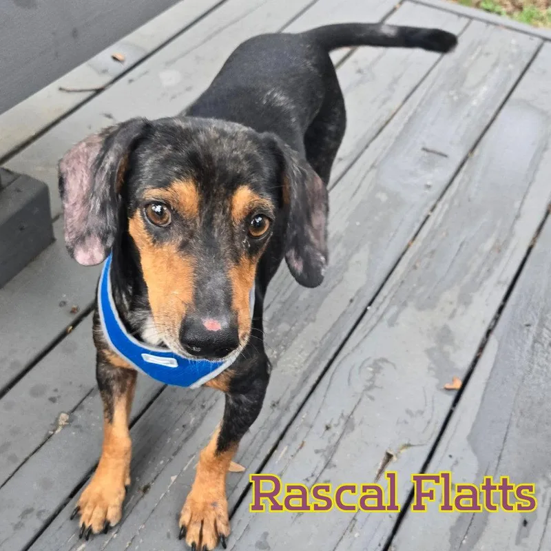 An adult medium-sized male Dachshund dog named Rascal Flatts for adoption in San Antonio, TX