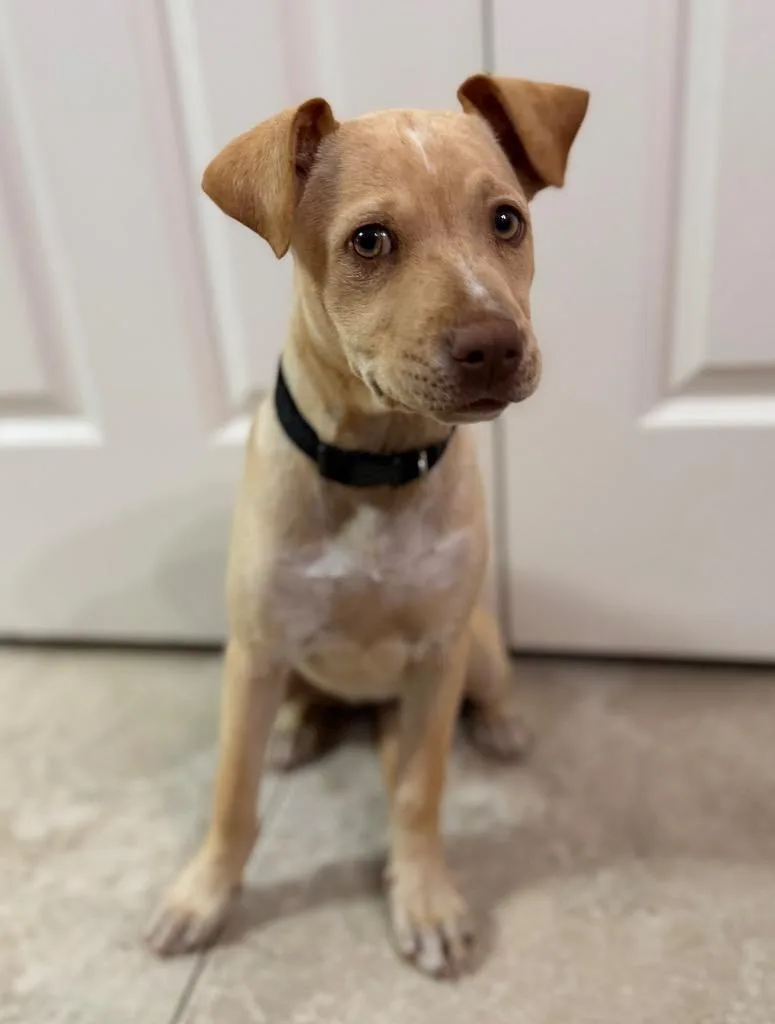 Biscuit