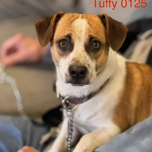 A young small-sized male White / Cream Chihuahua dog named Tuffy for adoption in Sonora, CA