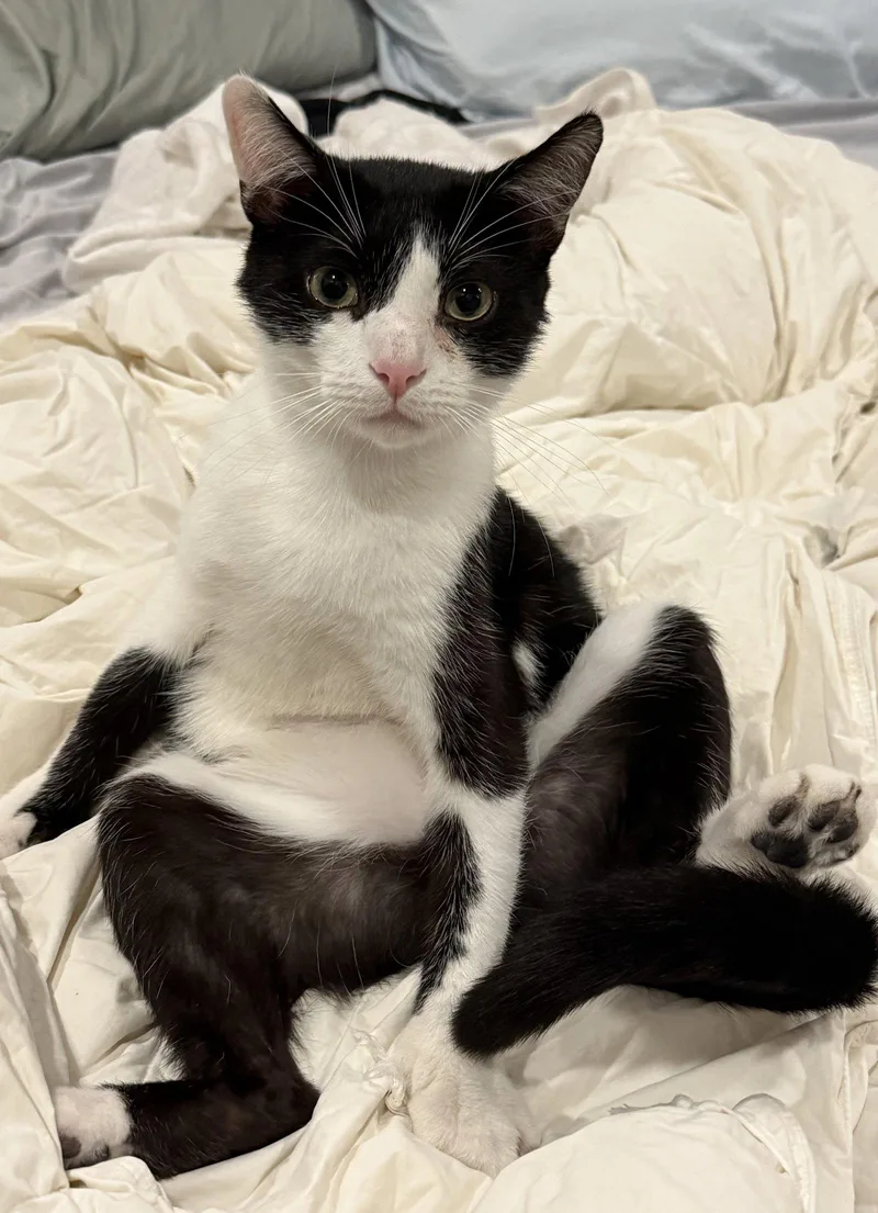A young medium-sized male Black & White / Tuxedo Domestic Short Hair cat named Pterodactyl for adoption in Nashville, TN