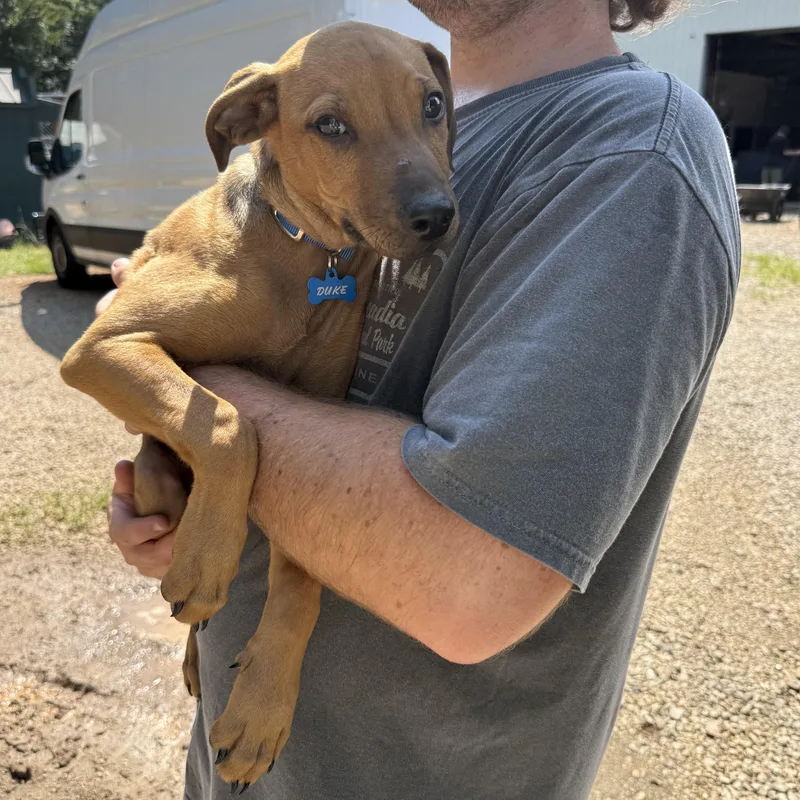 A baby medium-sized male Red / Chestnut / Orange Labrador Retriever dog named Bowser for adoption in Columbia, SC