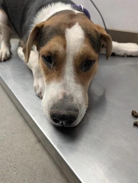 A young medium-sized male Pit Bull Terrier dog named Melvin for adoption in Tucson, AZ