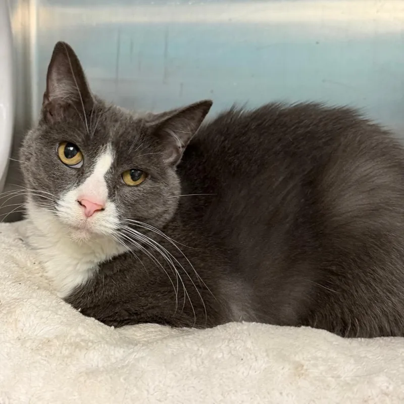 A senior medium-sized female Gray / Blue / Silver Domestic Short Hair cat named Mia for adoption in Belleville, IL