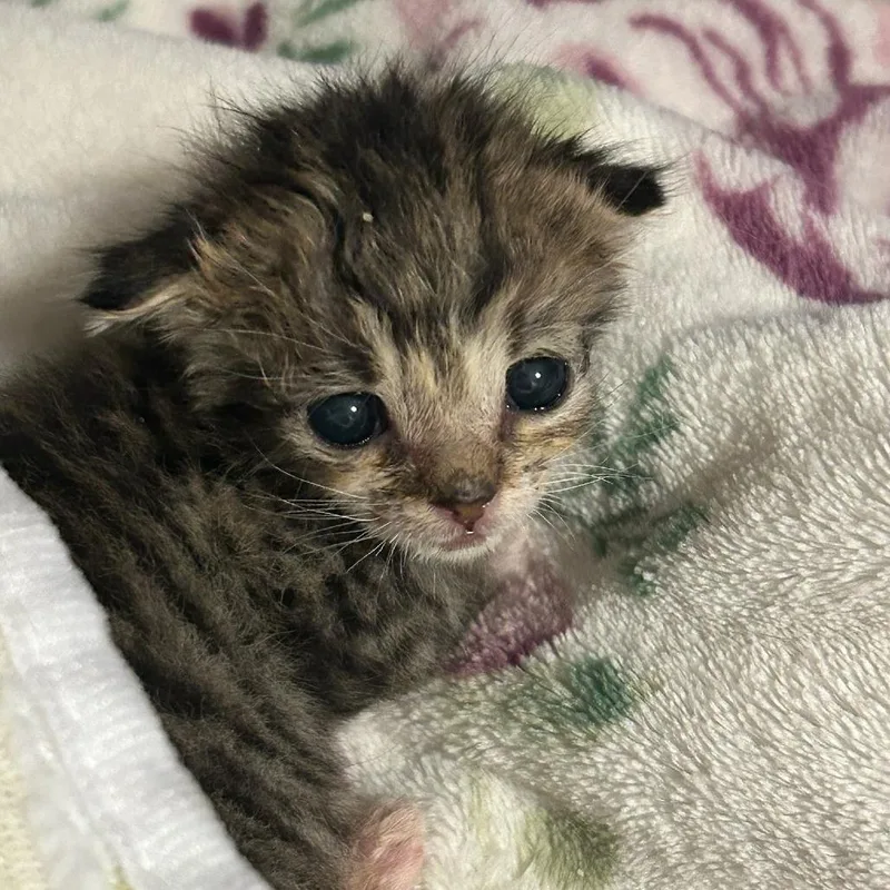 A baby small-sized male Black & White / Tuxedo Domestic Short Hair cat named Fish for adoption in Fredericksburg, TX