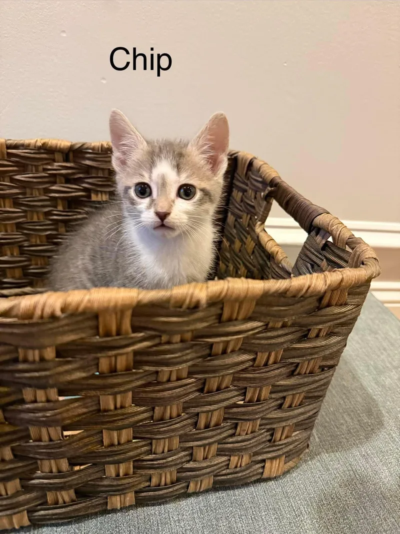A baby large-sized male Domestic Short Hair cat named Chip for adoption in Oakboro , NC