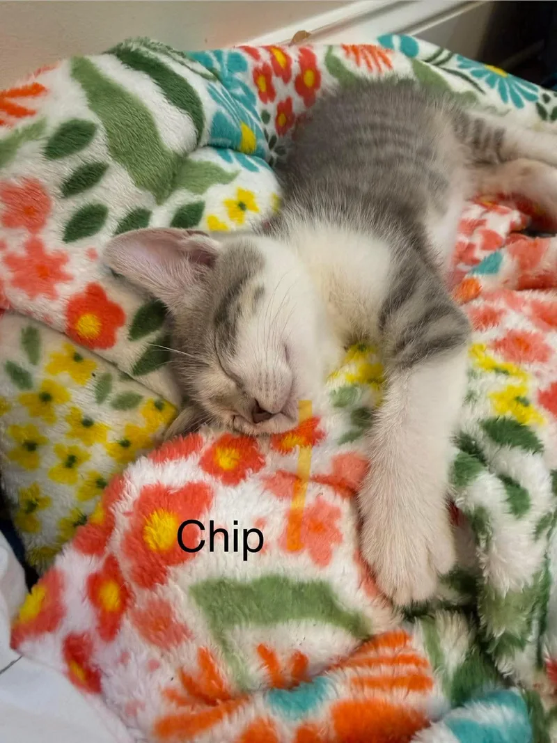 Chip thumbnail 2