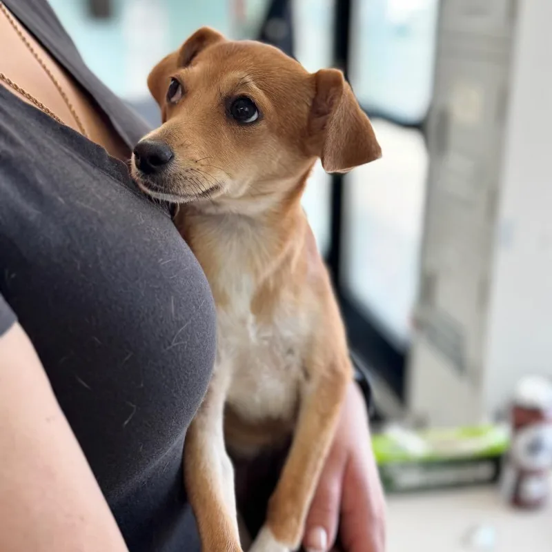 A baby small-sized female Yellow / Tan / Blond / Fawn Chihuahua dog named Willow for adoption in Chico, CA