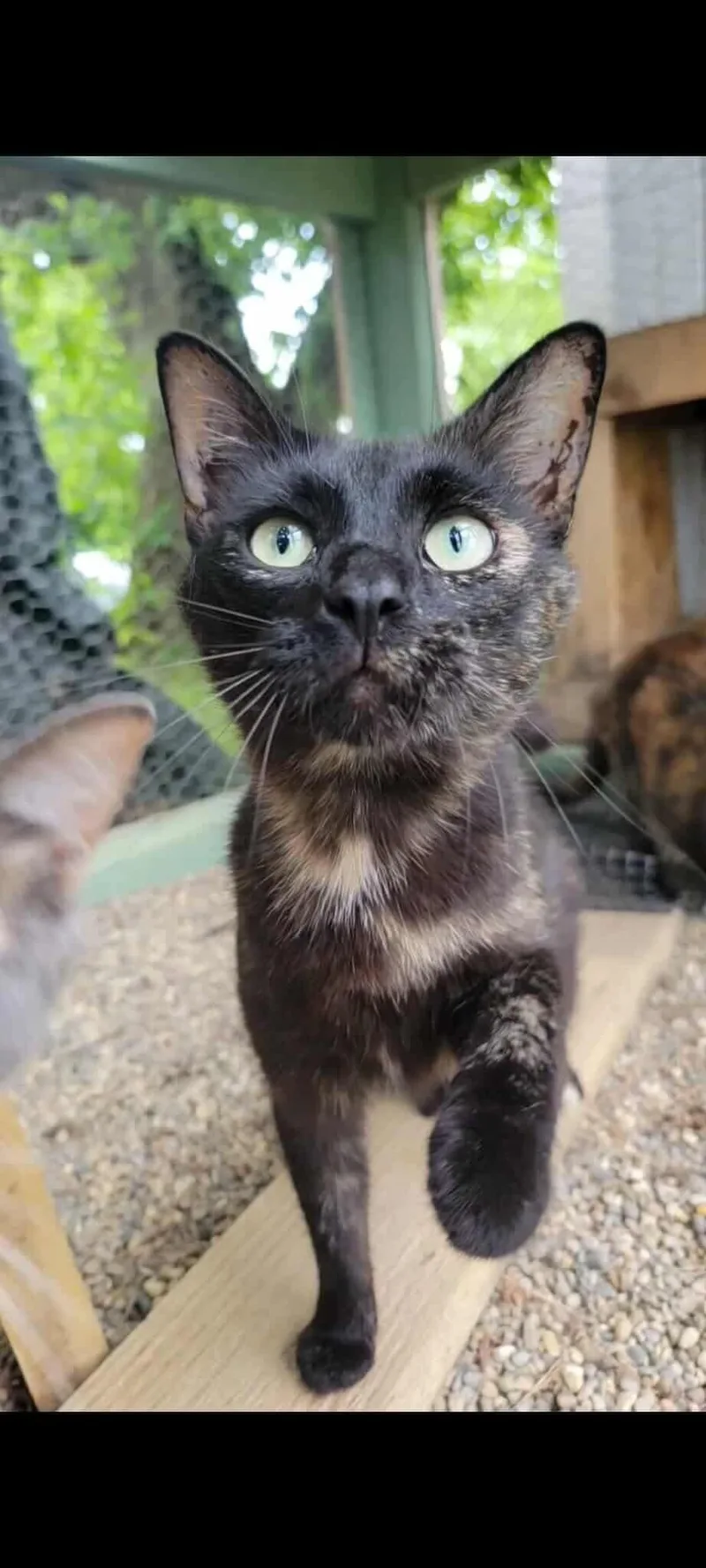 An adult medium-sized female Tortoiseshell Domestic Short Hair cat named Moon Beam for adoption in Grand Rapids, MI