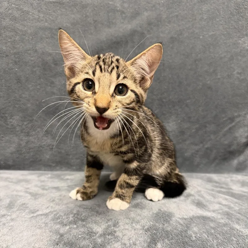 A baby medium-sized male Domestic Short Hair cat named Zilla for adoption in Brenham, TX