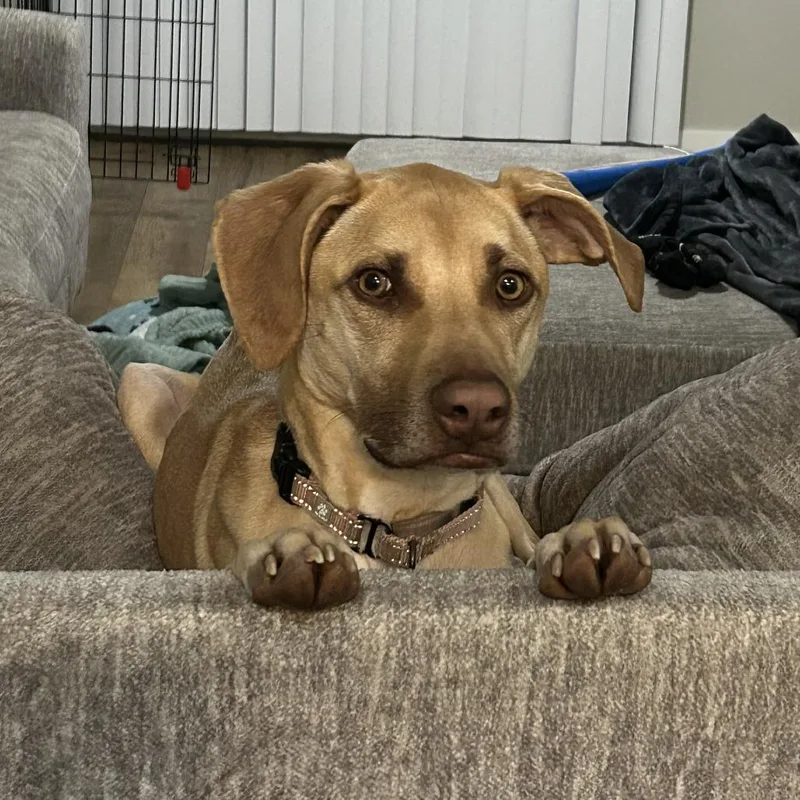 An adult medium-sized female Yellow / Tan / Blond / Fawn Labrador Retriever dog named Lulu D for adoption in Princeton, MN