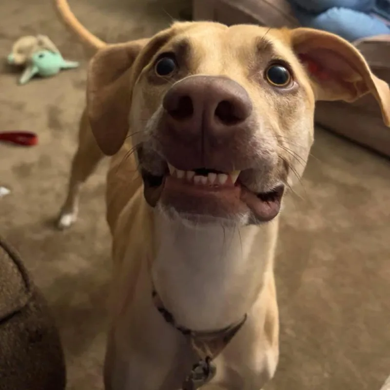 Lulu D thumbnail 6