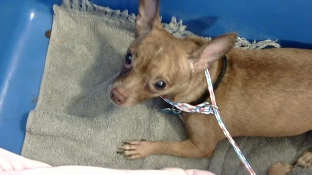 An adult small-sized female Mixed Breed dog named Molly for adoption in Dallas, TX