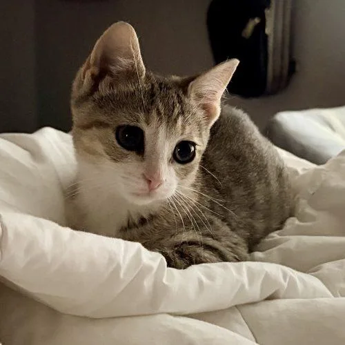 A baby small-sized female Tabby (Tiger Striped) Tabby cat named Zora for adoption in Knoxville, TN