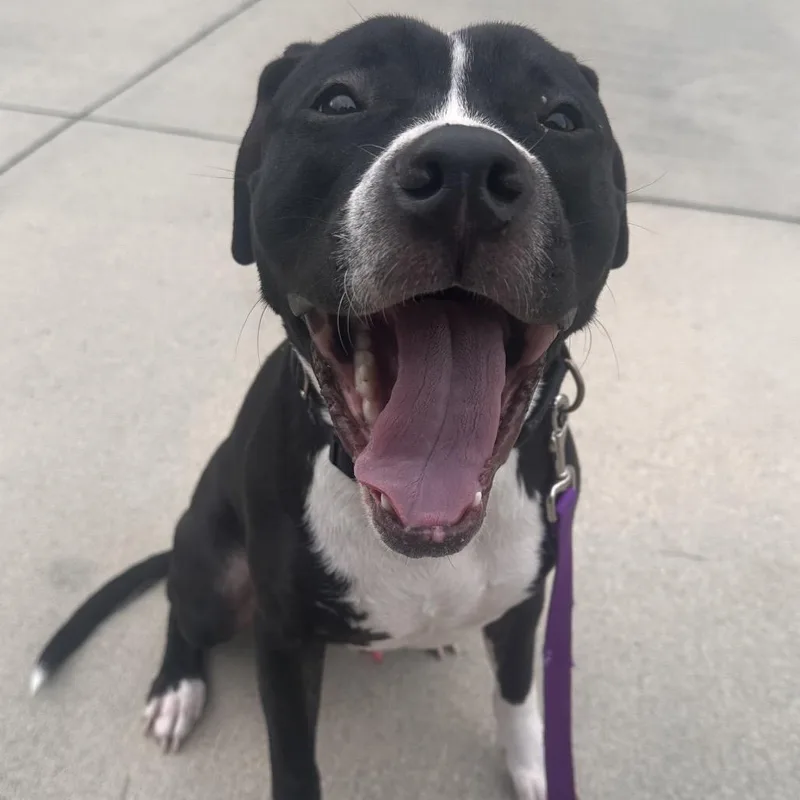 An adult medium-sized male Black Mixed Breed dog named Blue for adoption in Jacksonville, FL
