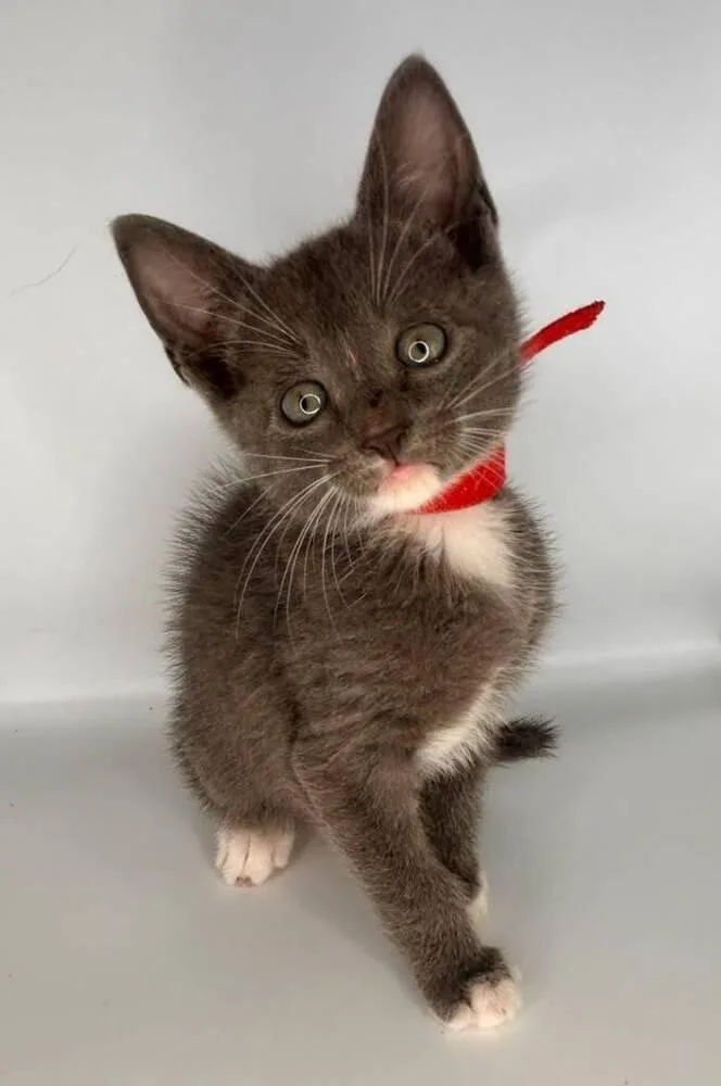 A baby small-sized male Gray & White Domestic Short Hair cat named Red for adoption in Milton, DE