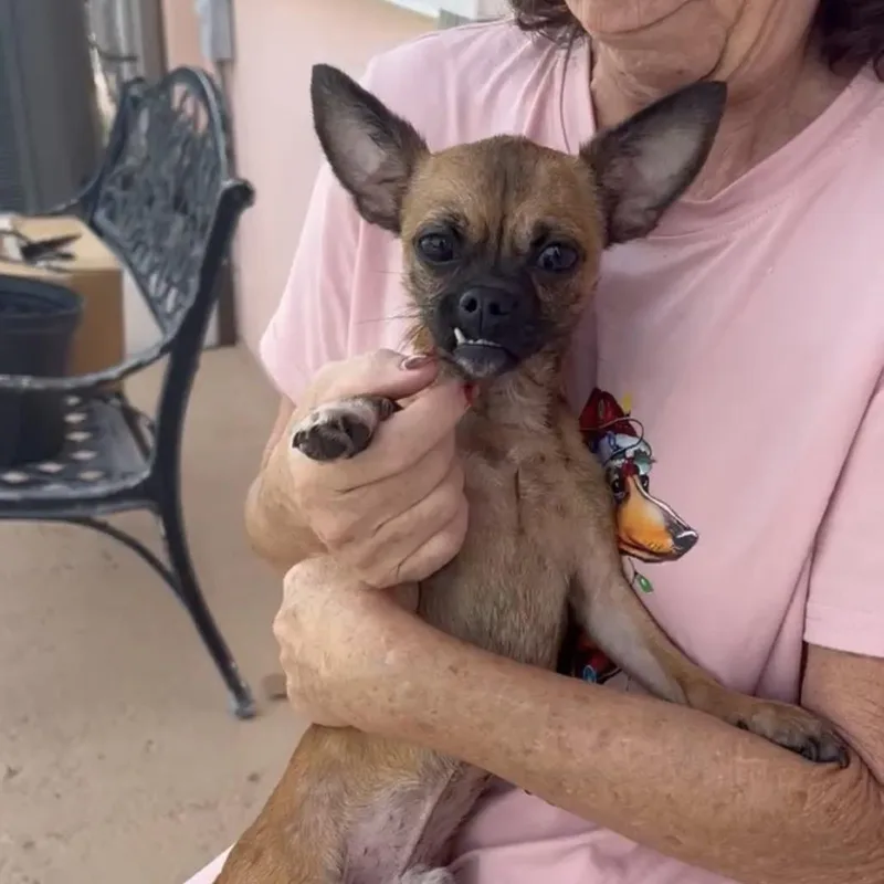A young small-sized male Brown / Chocolate Chihuahua dog named Nemo for adoption in Jupiter, FL