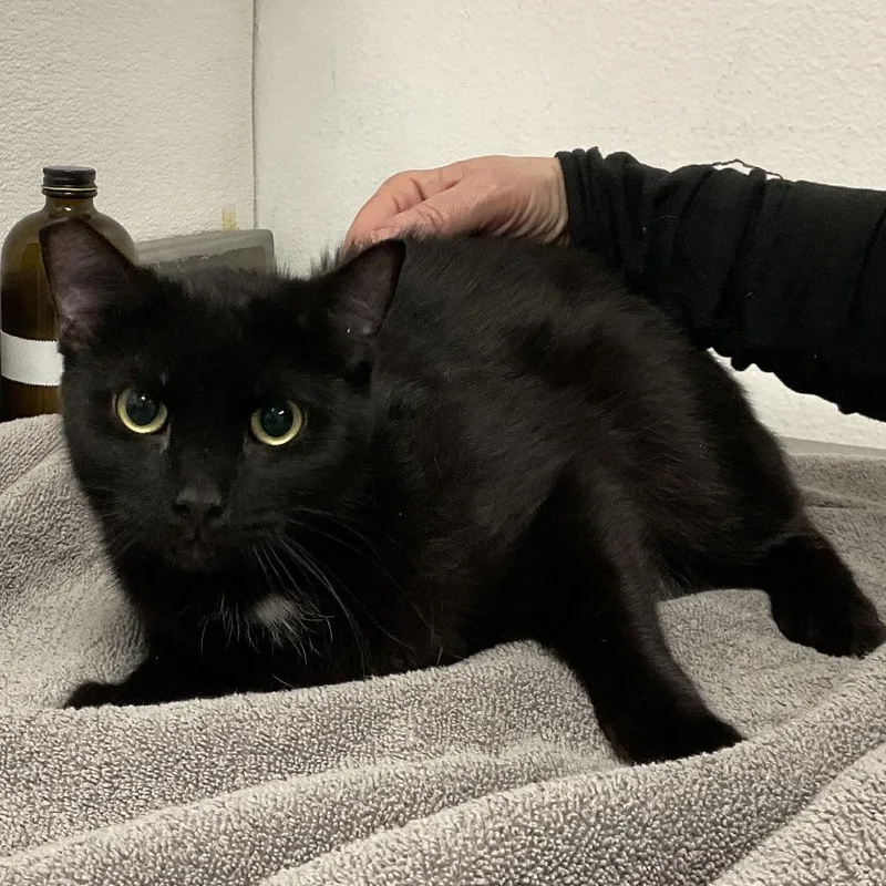 An adult medium-sized male Black Domestic Short Hair cat named Bagheera for adoption in Henderson, NV